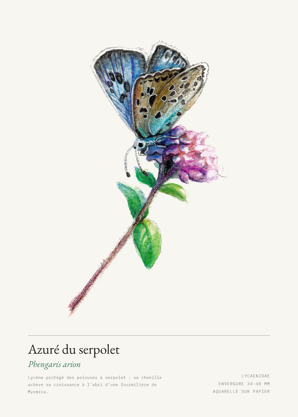 Azuré du serpolet — Phengaris arion