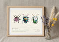 Bijoux vivants — Leptophyes punctatissima · Sphaerocoris annulus · Charidotella sp.
