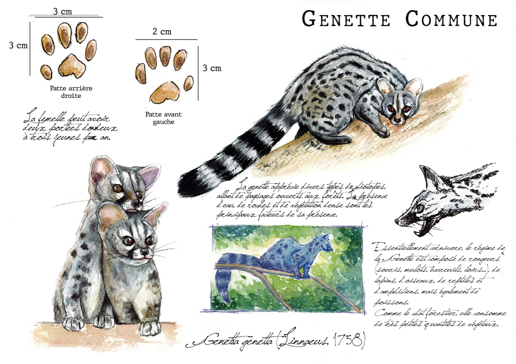 Genette commune — Genetta genetta