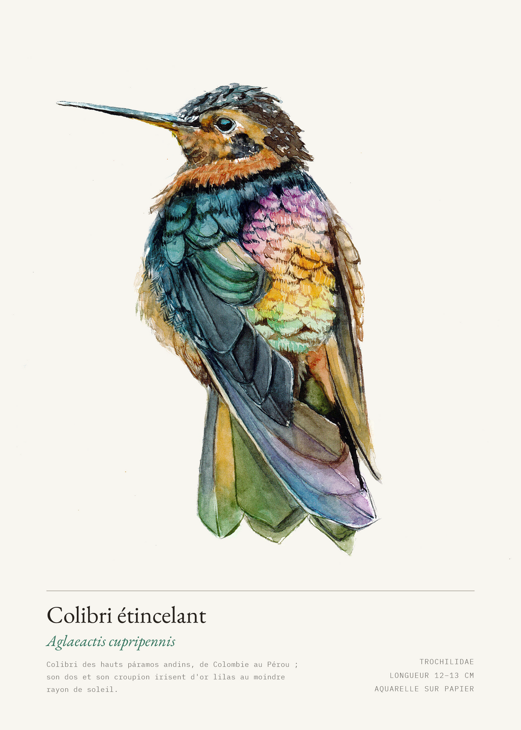 Colibri étincelant — Aglaeactis cupripennis