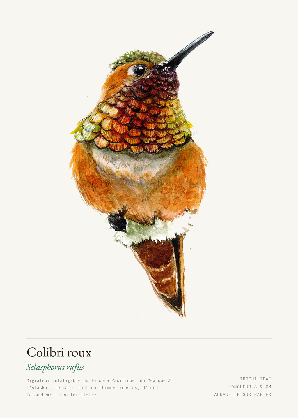 Colibri roux — Selasphorus rufus