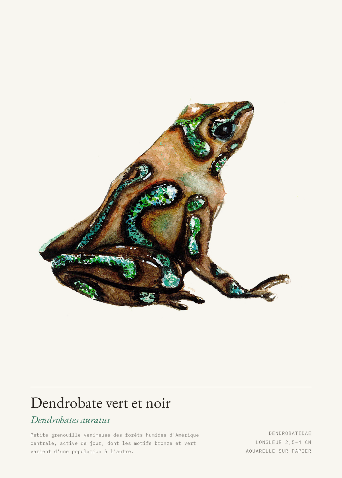 Dendrobate vert et noir — Dendrobates auratus