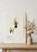 Ophrys mouche — Ophrys insectifera