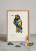Colibri étincelant — Aglaeactis cupripennis
