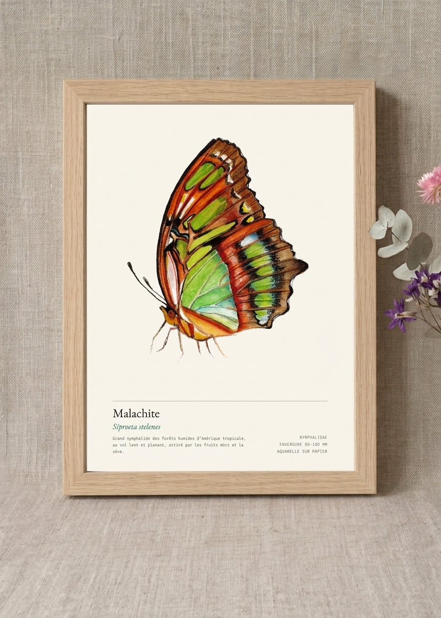 Malachite — Siproeta stelenes