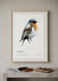 Rouge-gorge familier — Erithacus rubecula