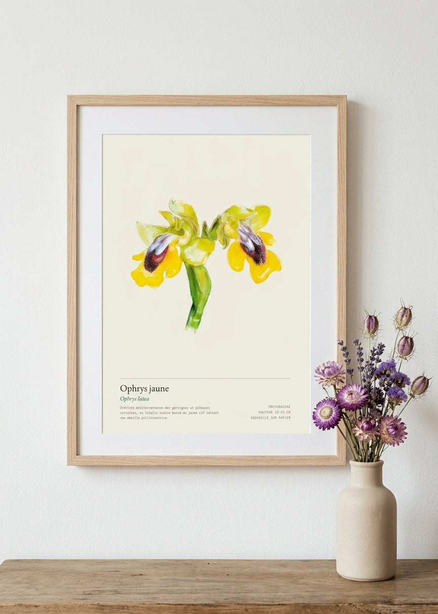 Ophrys jaune — Ophrys lutea