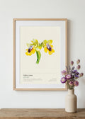 Ophrys jaune — Ophrys lutea