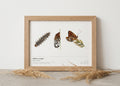 Mélitée orangée — Melitaea didyma
