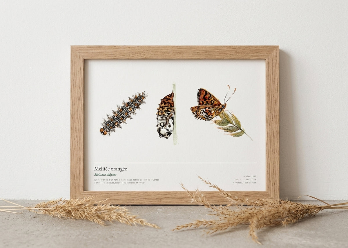 Mélitée orangée — Melitaea didyma