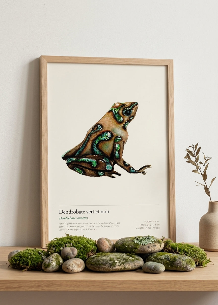 Dendrobate vert et noir — Dendrobates auratus