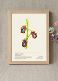 Ophrys miroir — Ophrys speculum