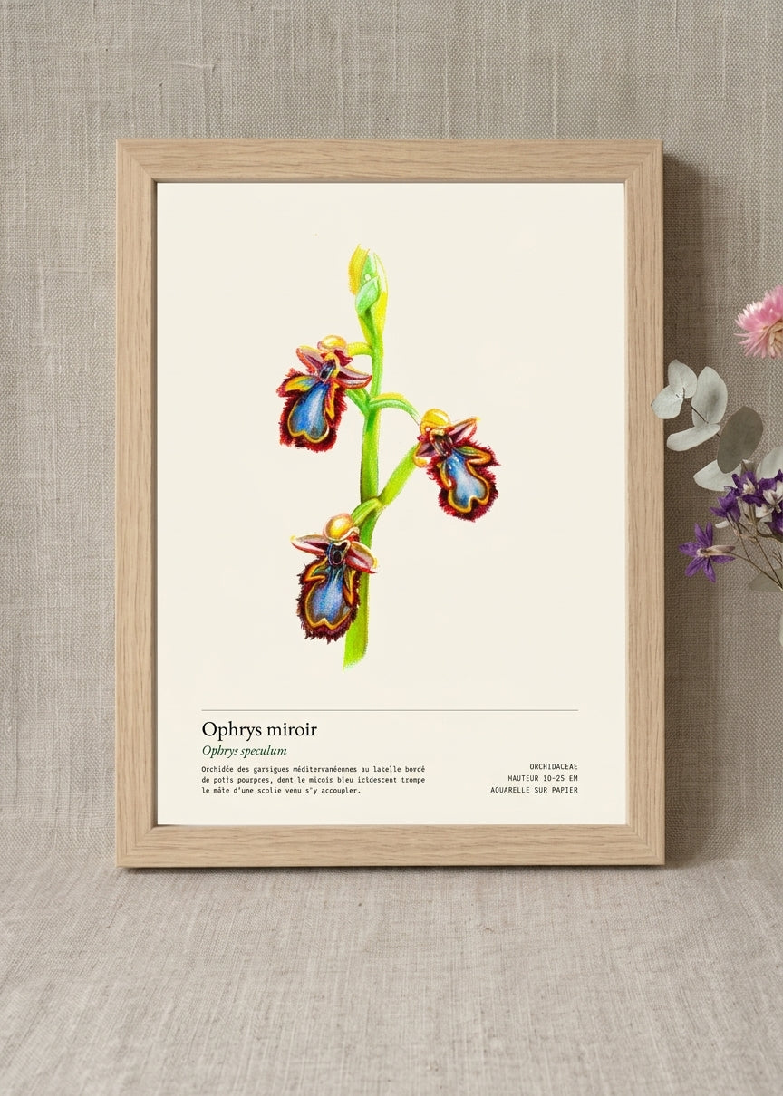 Ophrys miroir — Ophrys speculum