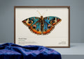 Pensée bleue — Junonia orithya