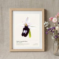 Ophrys à grandes fleurs — Ophrys magniflora
