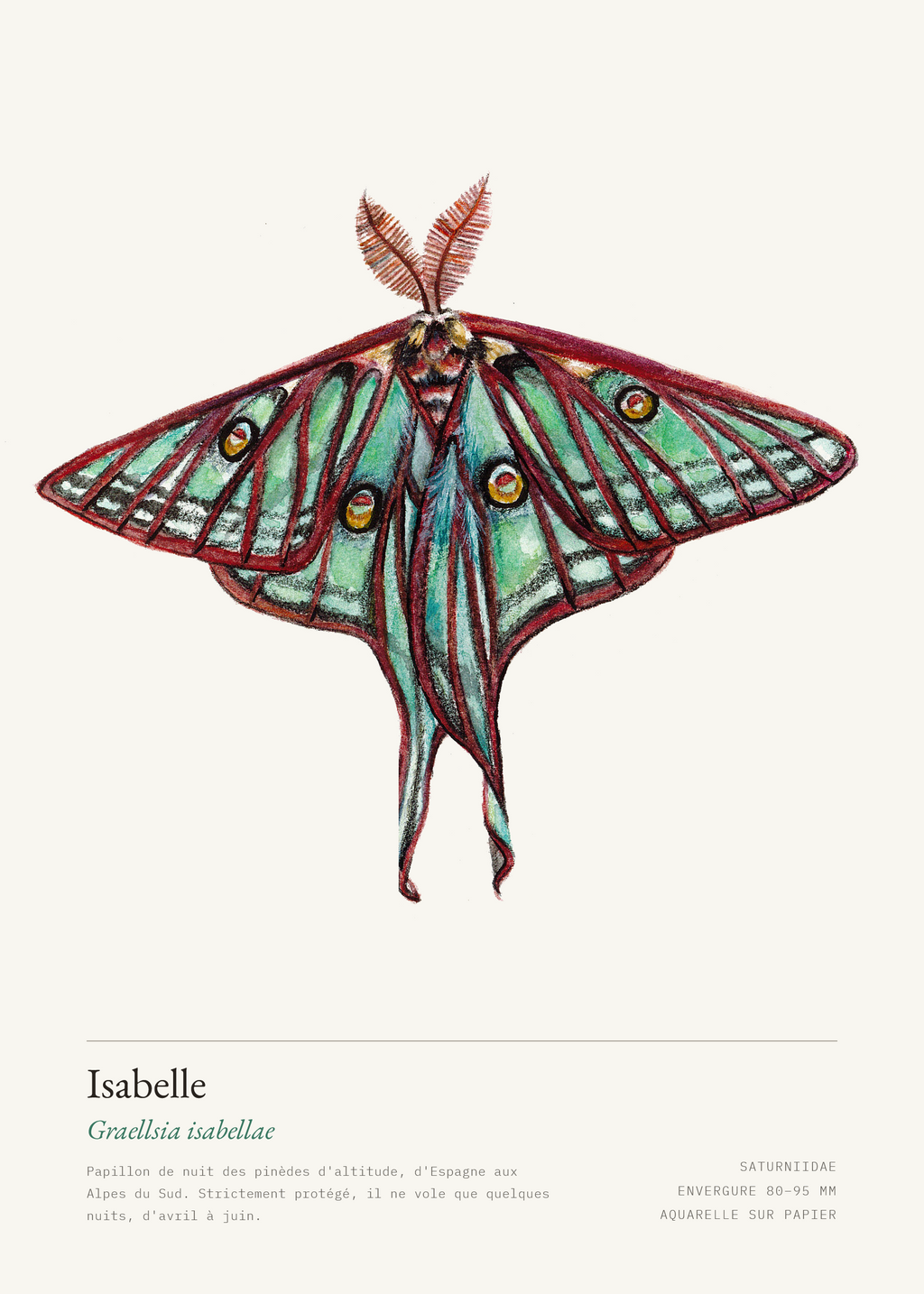 Isabelle — Graellsia isabellae