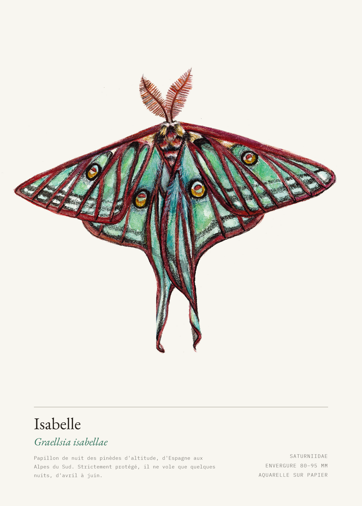 Isabelle — Graellsia isabellae