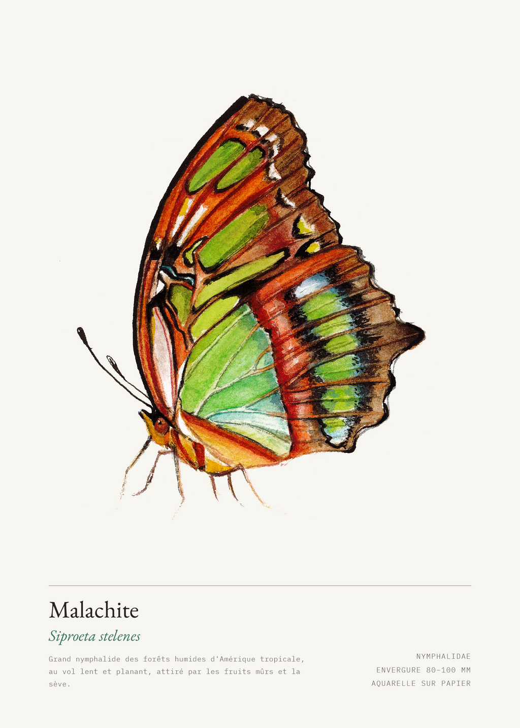 Malachite — Siproeta stelenes