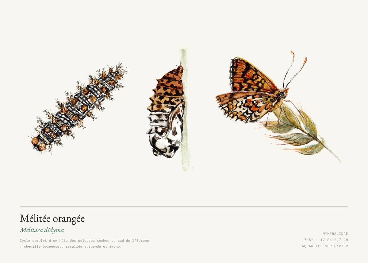 Mélitée orangée — Melitaea didyma