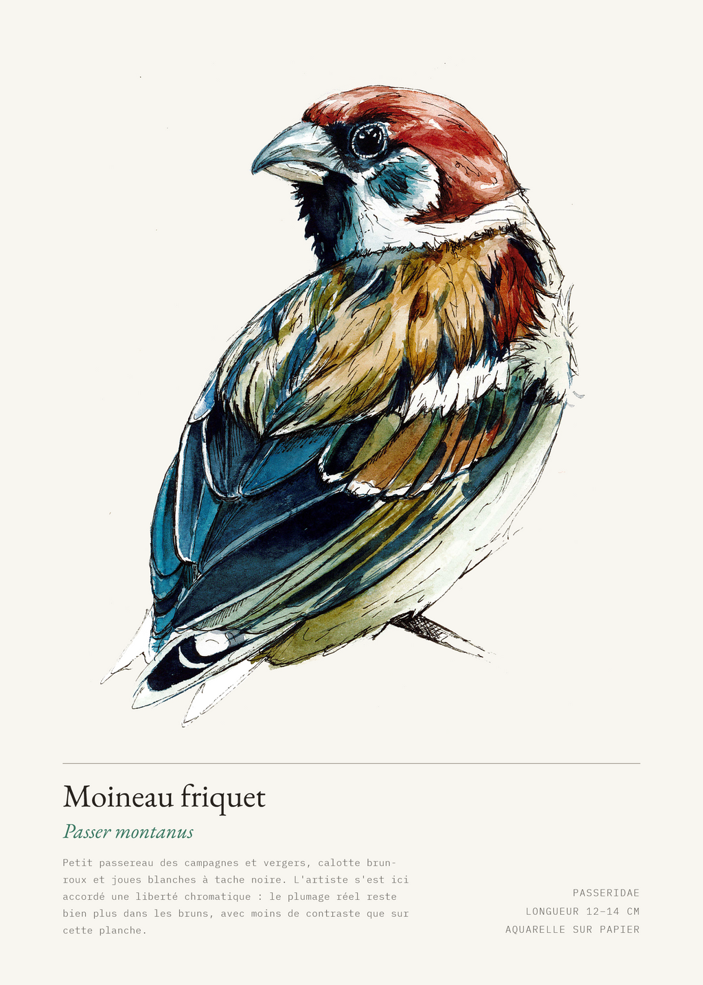 Moineau friquet — Passer montanus