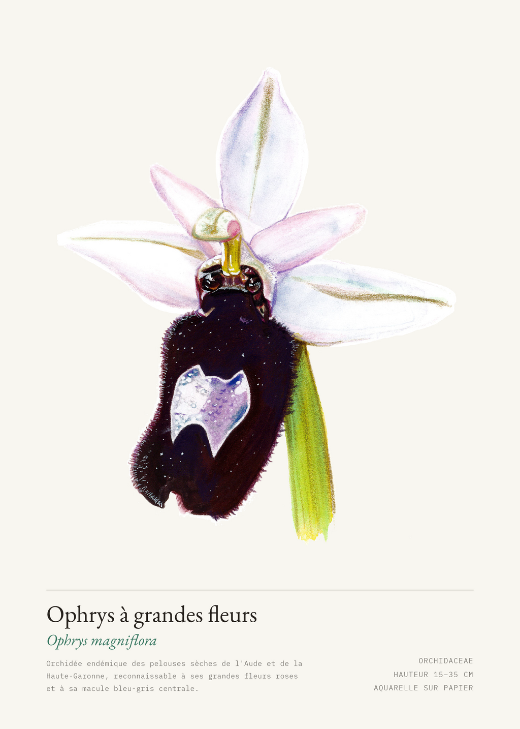 Ophrys à grandes fleurs — Ophrys magniflora