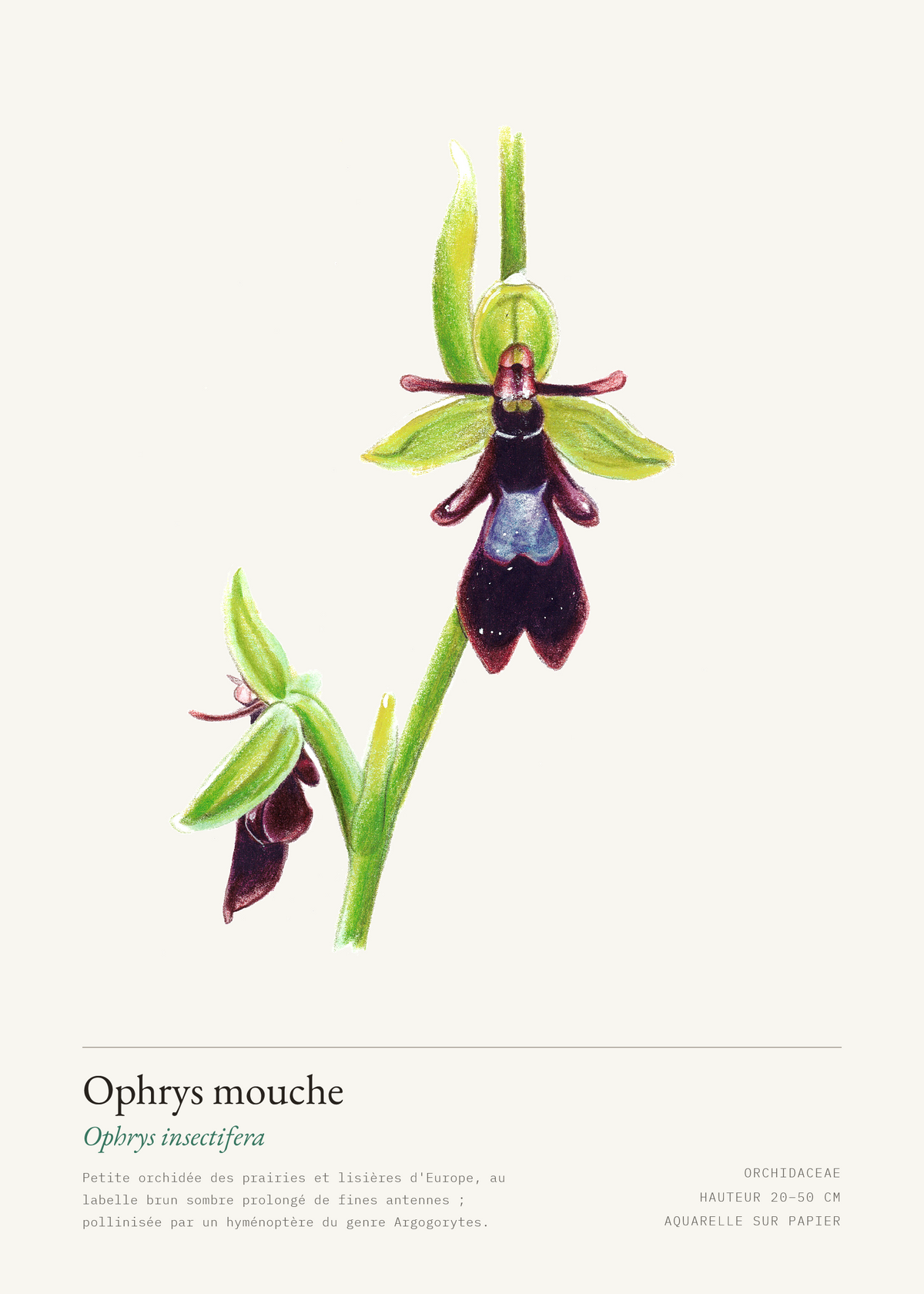 Ophrys mouche — Ophrys insectifera