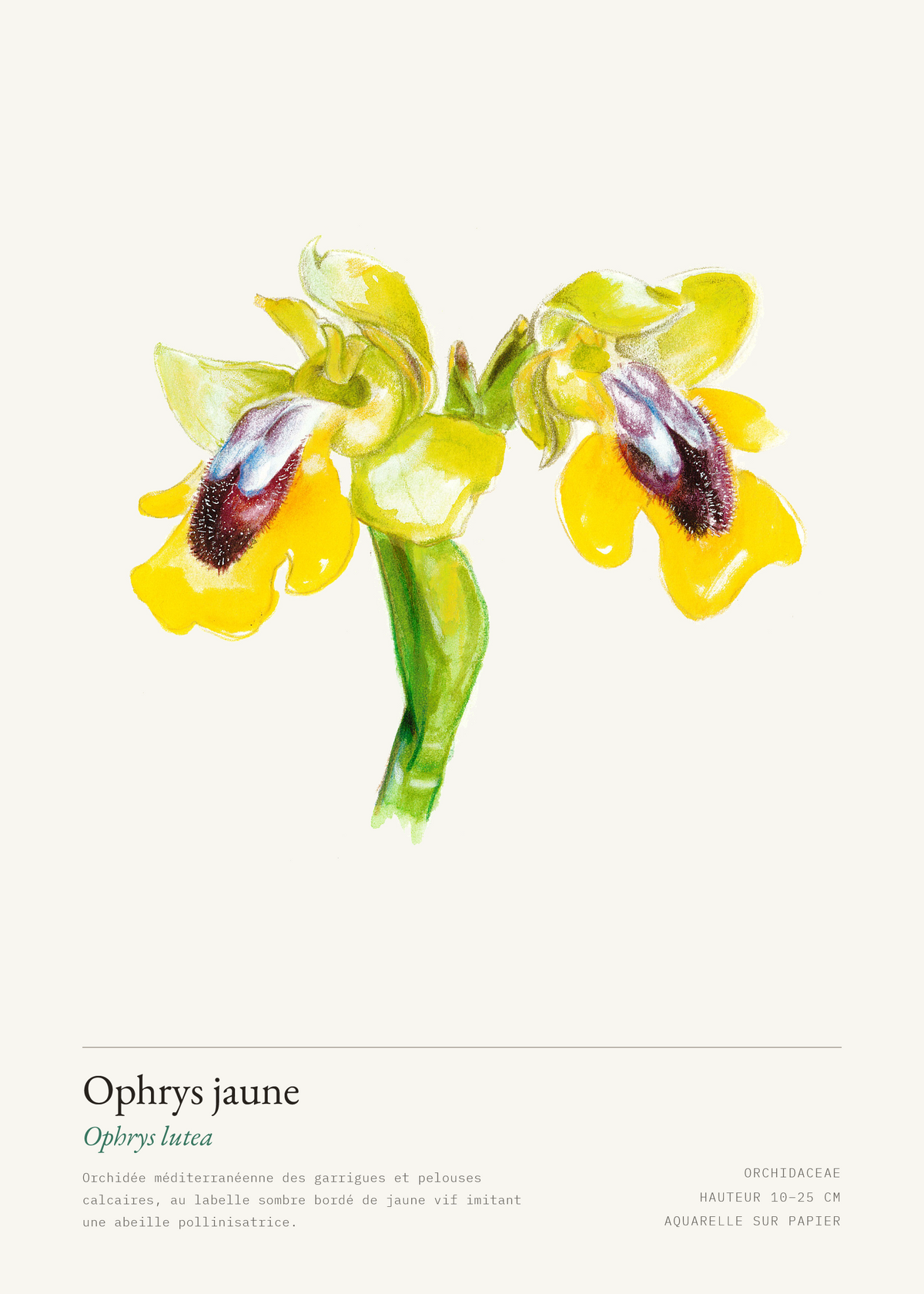 Ophrys jaune — Ophrys lutea