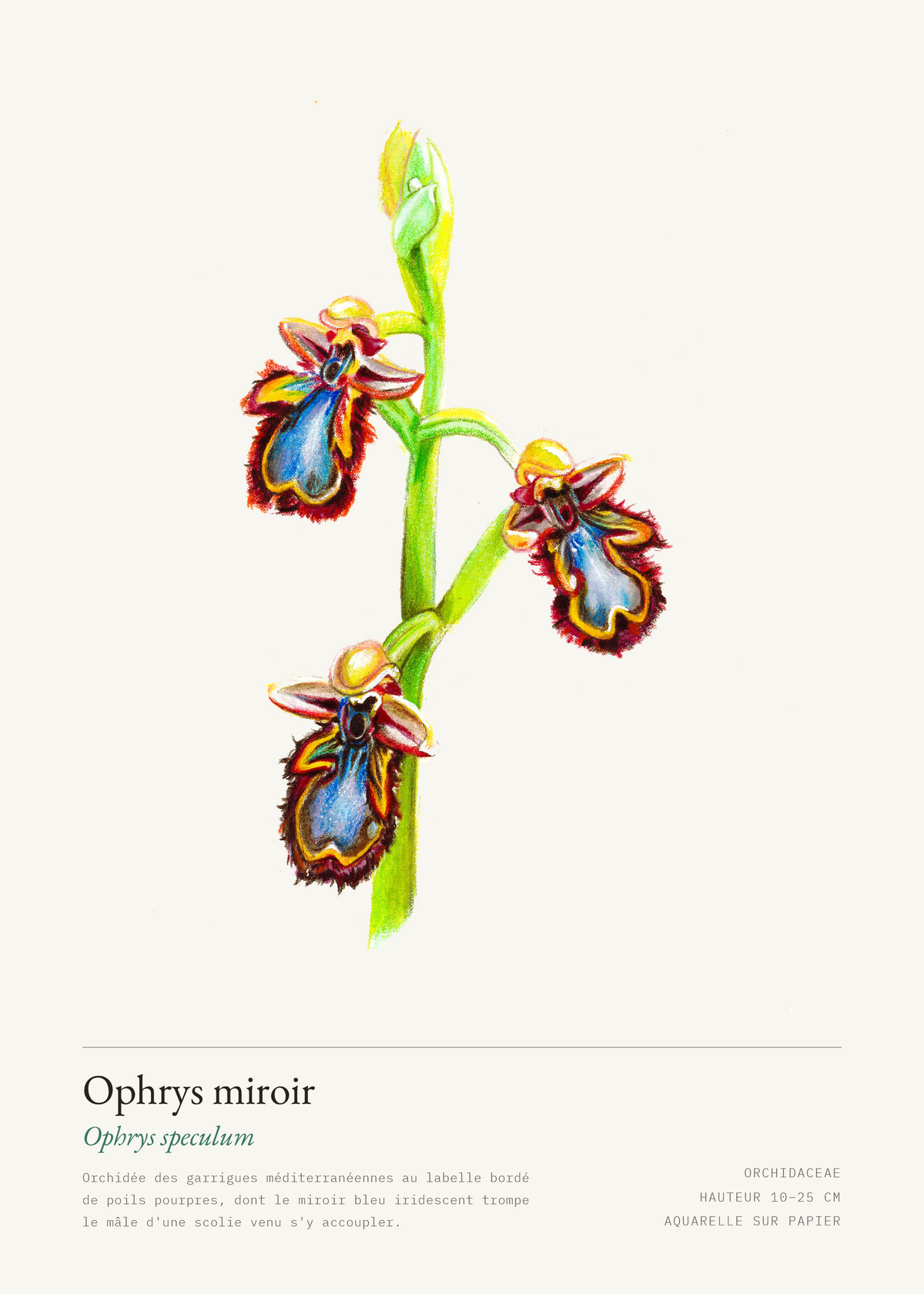 Ophrys miroir — Ophrys speculum