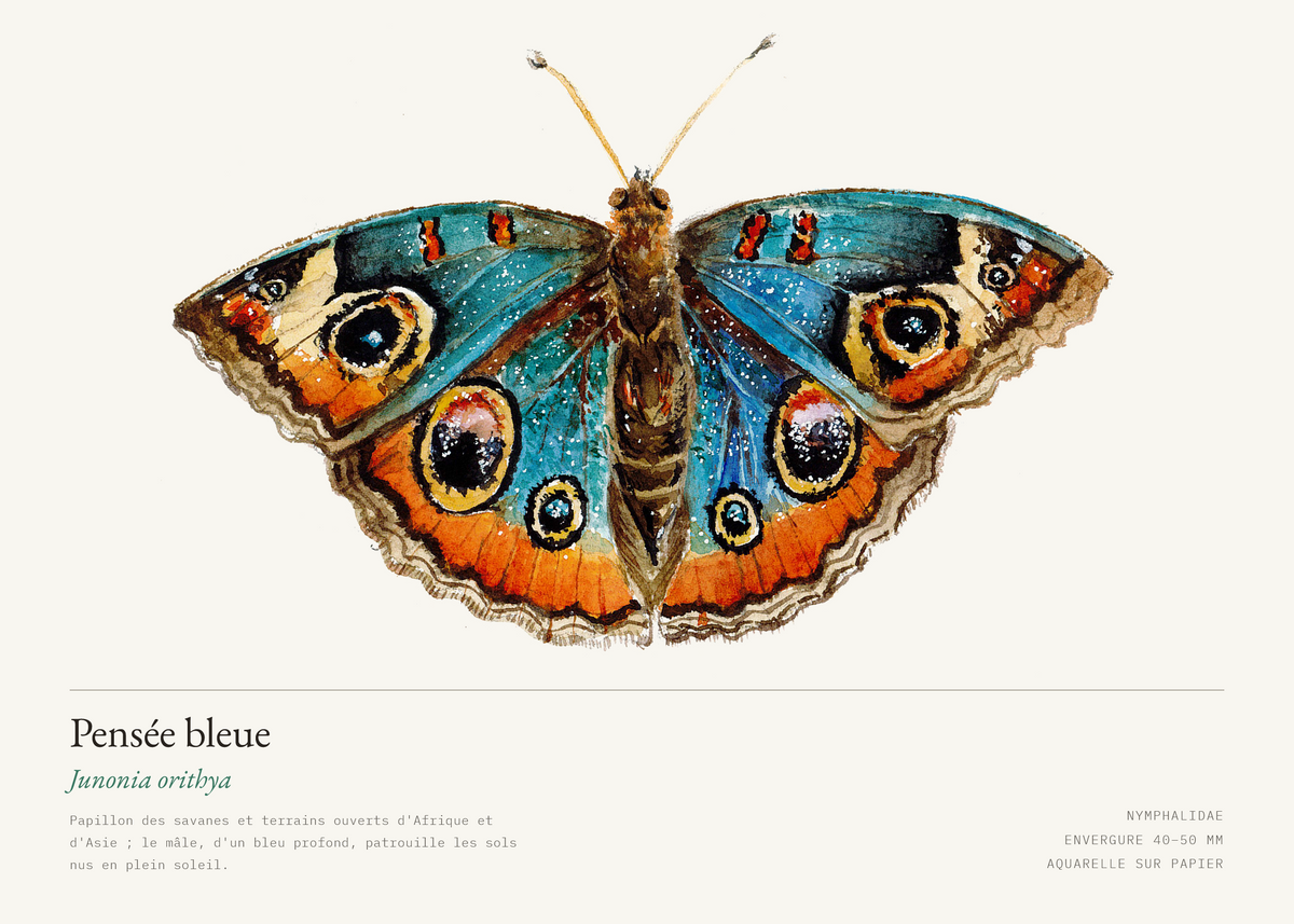 Pensée bleue — Junonia orithya