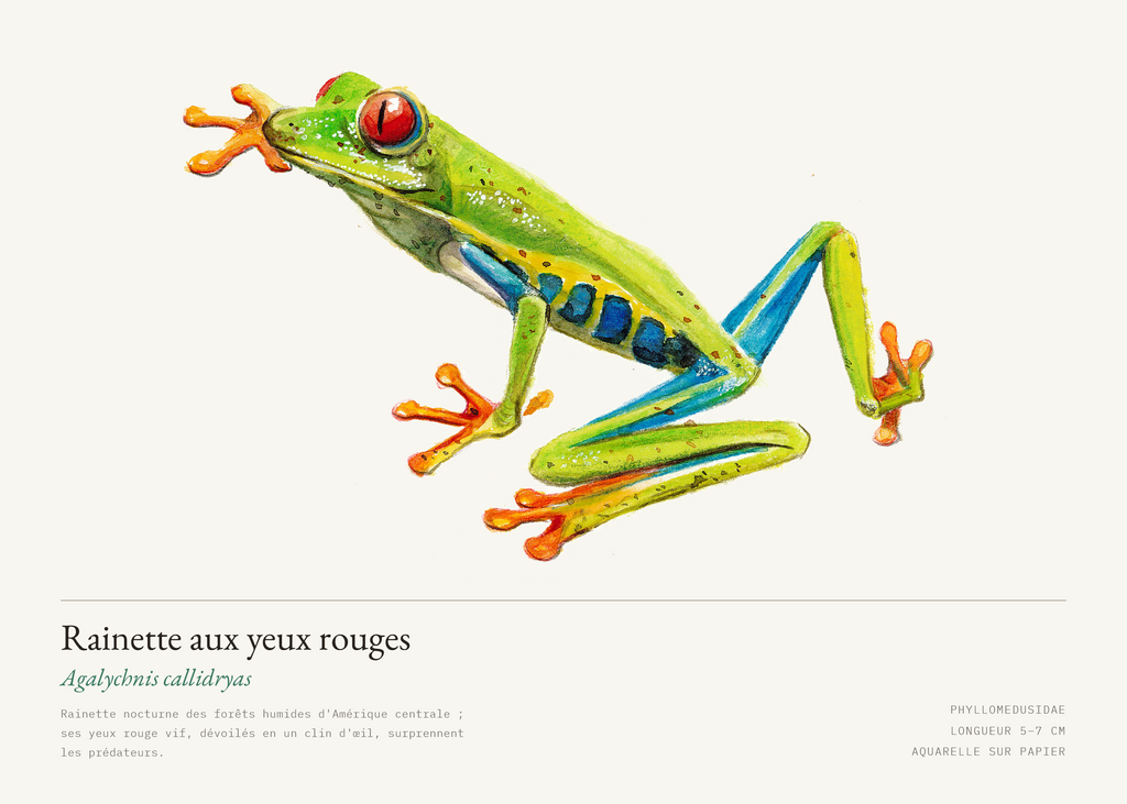 Rainette aux yeux rouges — Agalychnis callidryas