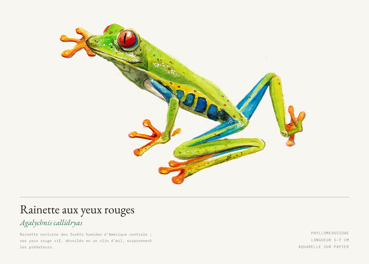 Rainette aux yeux rouges — Agalychnis callidryas