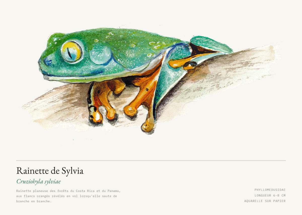 Rainette de Sylvia — Cruziohyla sylviae