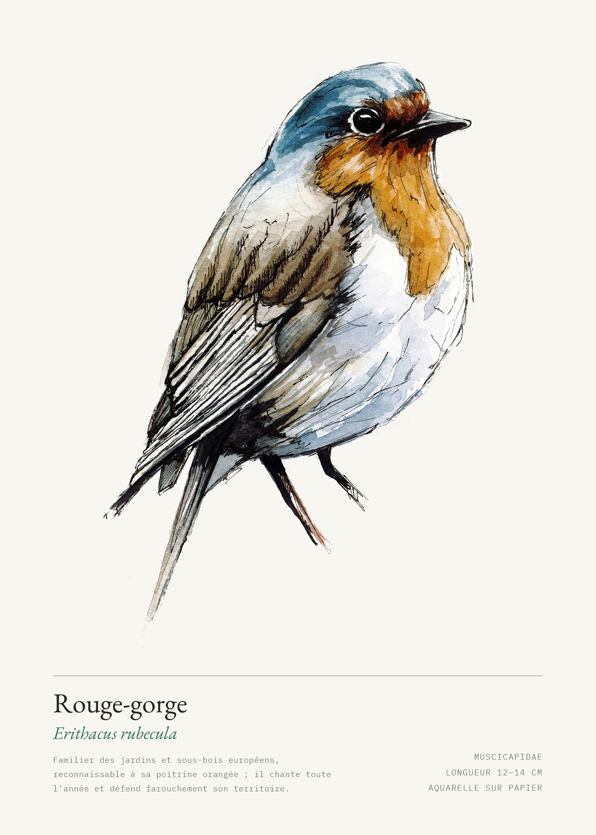 Rouge-gorge familier — Erithacus rubecula