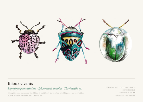 Bijoux vivants — Leptophyes punctatissima · Sphaerocoris annulus · Charidotella sp.