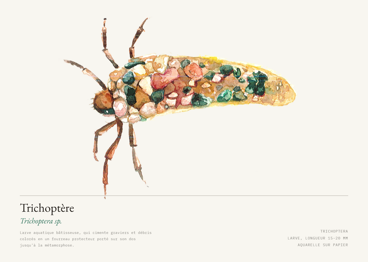 Trichoptère — Trichoptera sp.